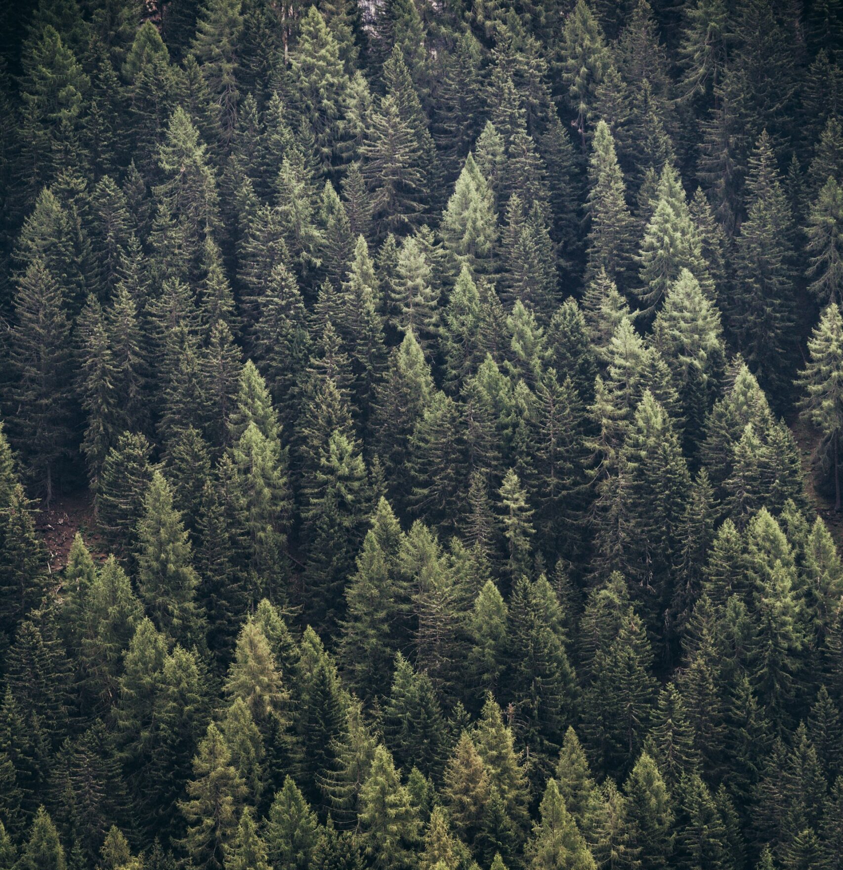 Pine tree forest